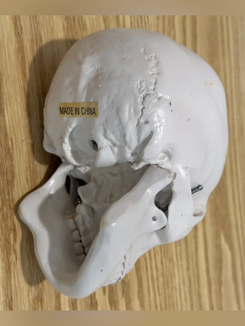Restoration Hardware Skull Human Life Size Resin Vintage RH Y2K Halloween